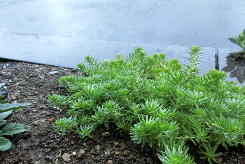 雨に濡れる多肉植物