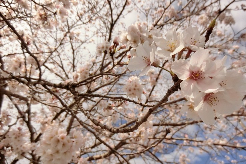 桜の写真