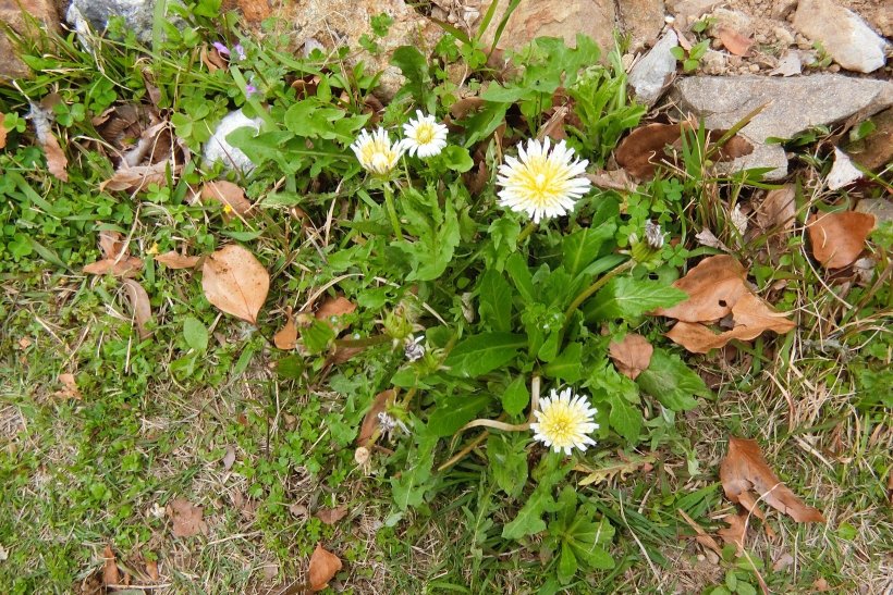 ニホンタンポポ