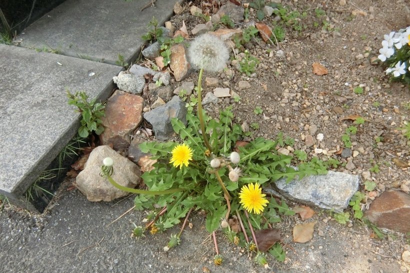 セイヨウタンポポ