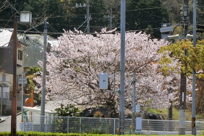 桜の木