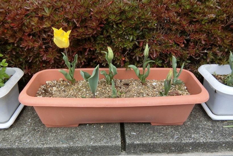 プランター植えられている黄色のチューリップ