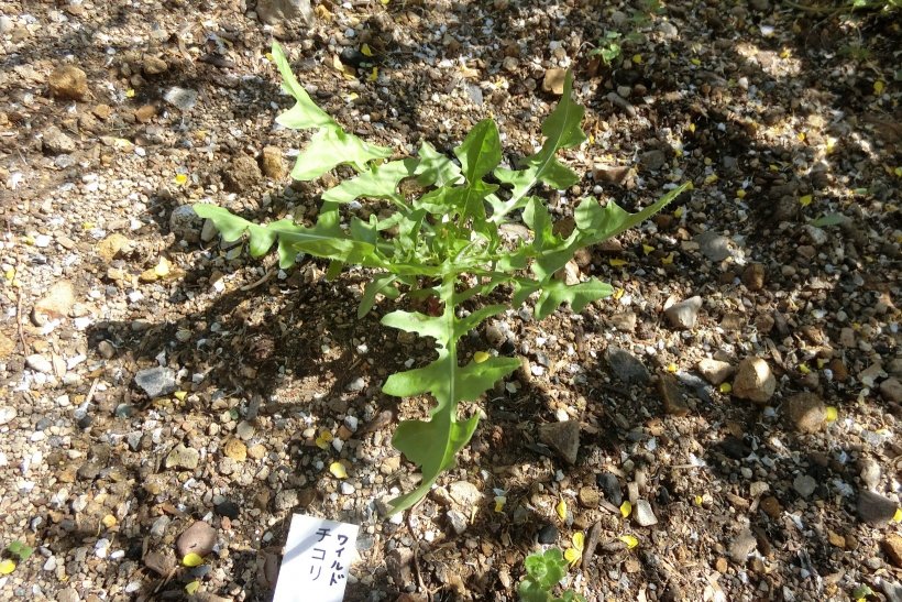 ワイルドチコリ