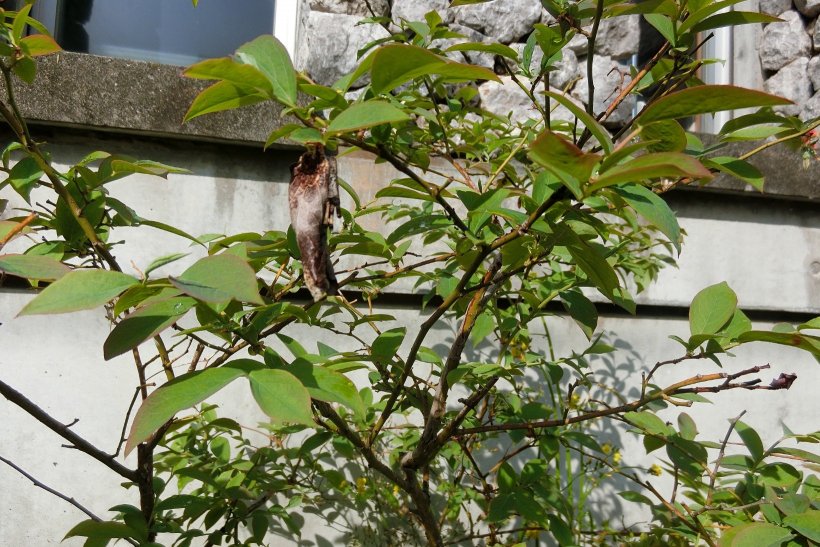 ブルーべリーの木にぶら下がった葉っぱ