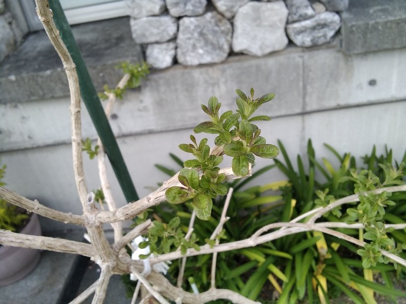 レモンマートルの新芽