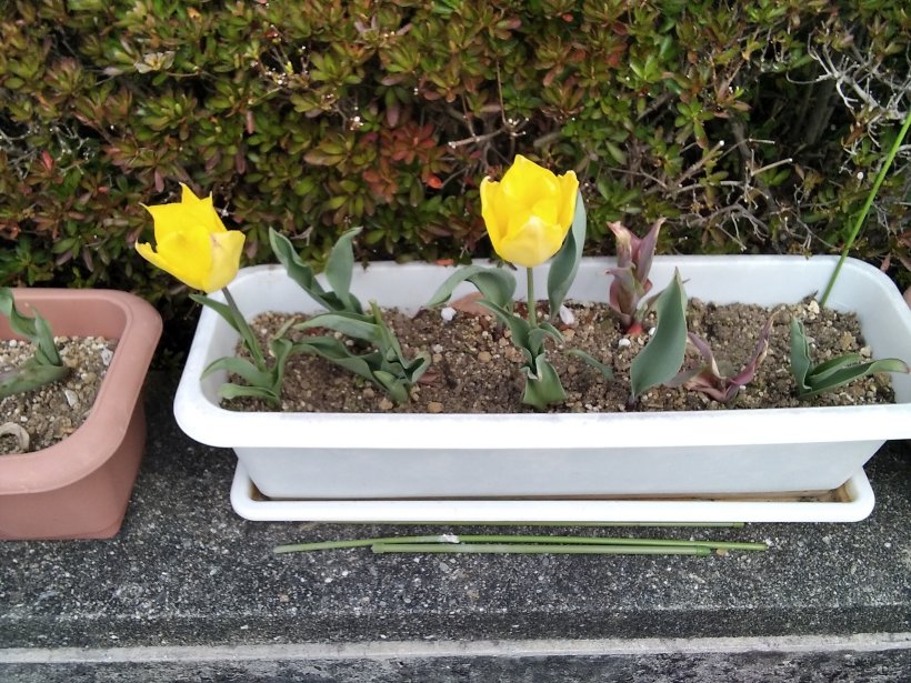 ２輪目のチューリップが咲いた