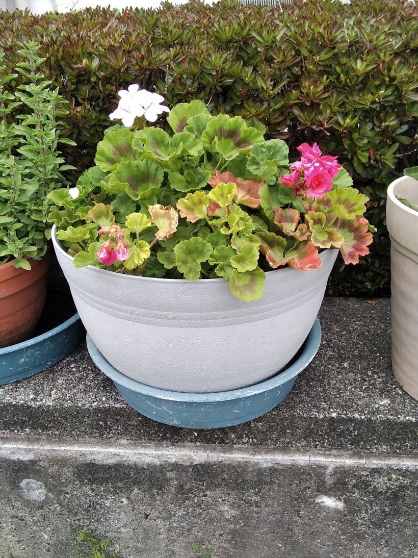 鉢に植えられているきれいな花