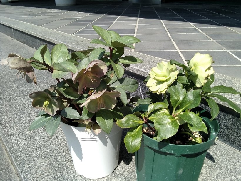 クリスマスローズ