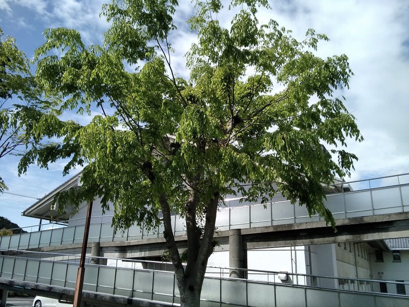 気持ちのいい天気