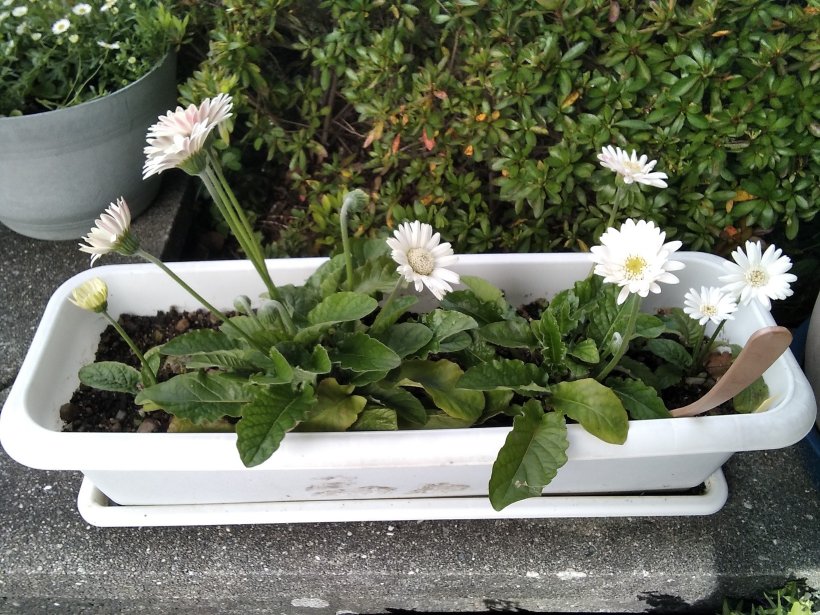 元気に咲いている花