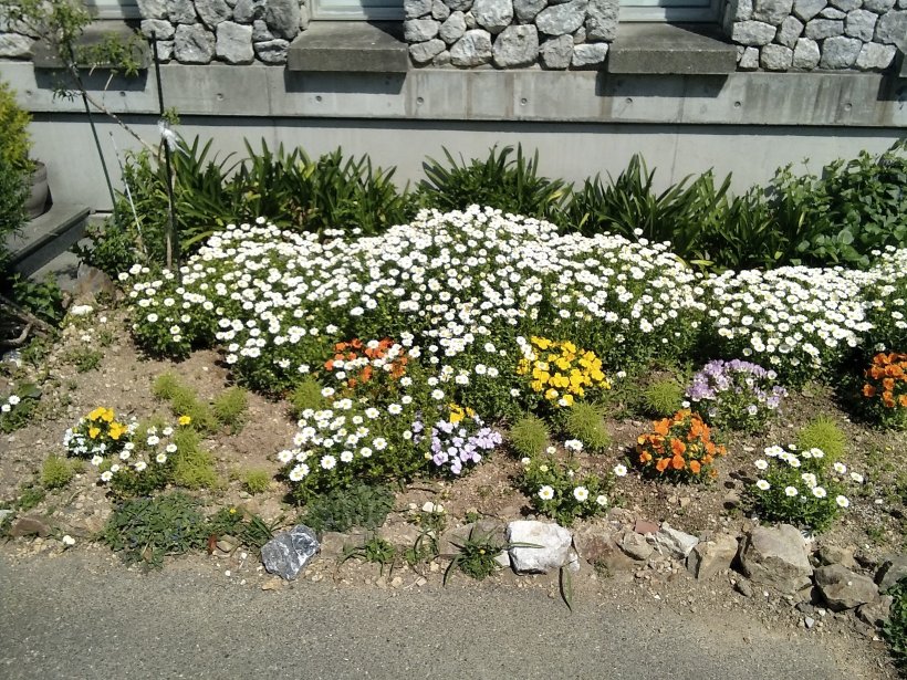 たくさんの太陽の光を浴びる花