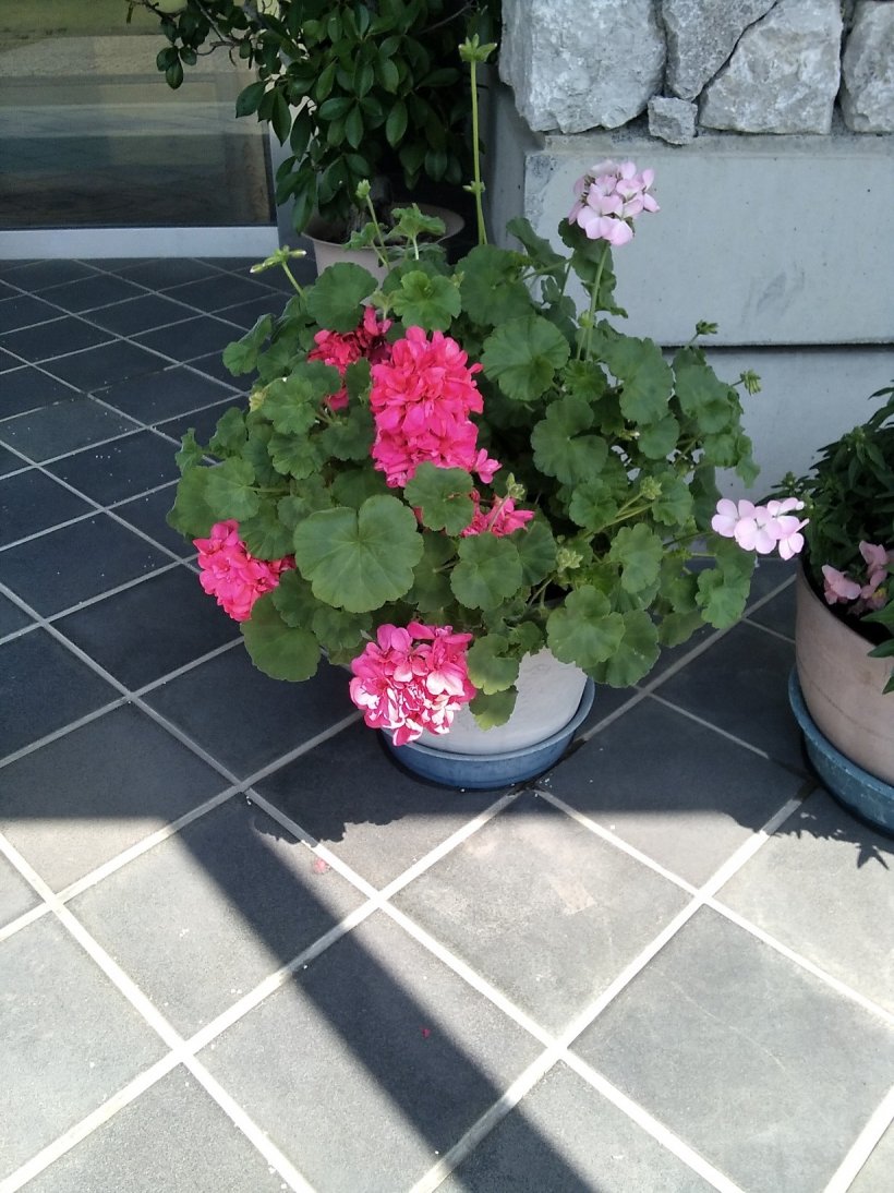 花壇に植えられているきれいな花