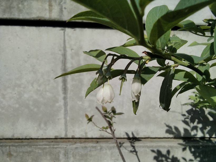 ブルーベリーの白い花