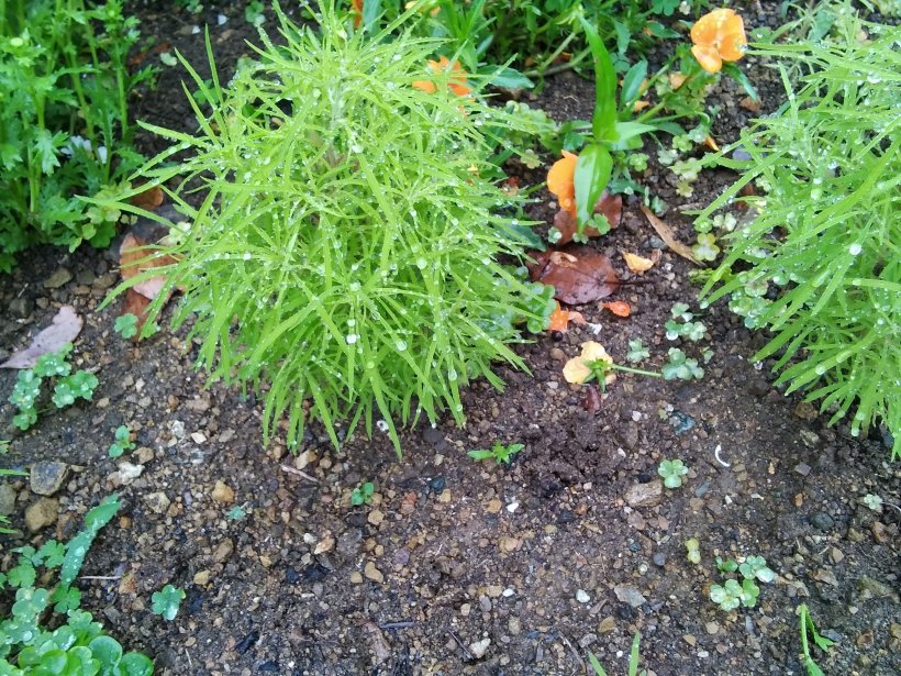 雨に濡れたコキア