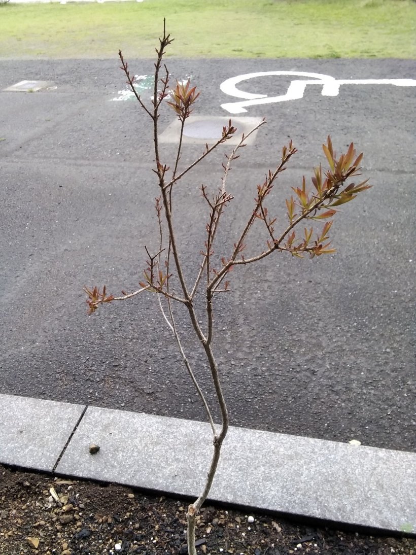 復活したティーツリー