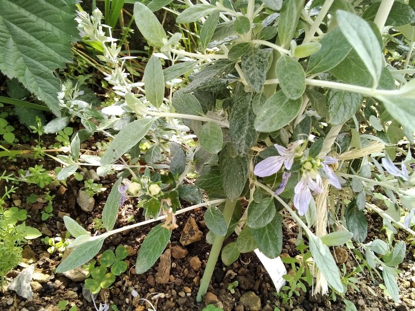 ﾂﾘｰｼﾞｬｰﾏﾝﾀﾞーの花