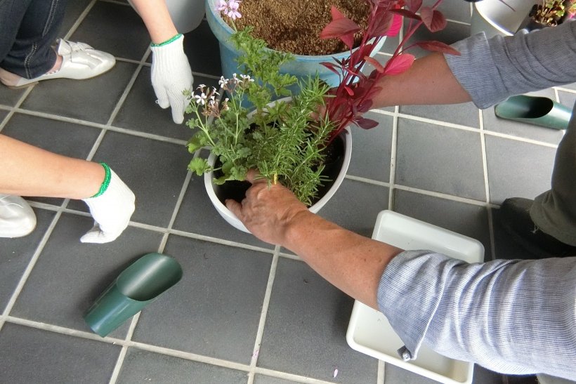 高さを揃えて植えます