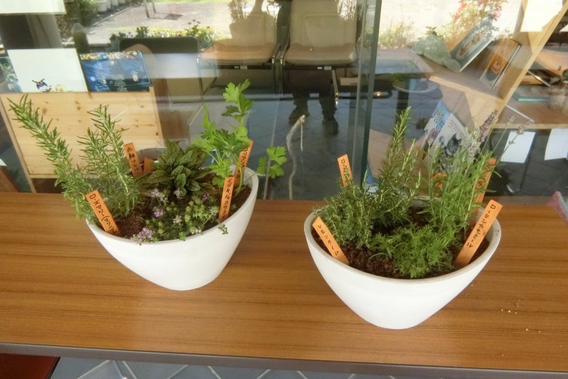 寄せ植えの完成