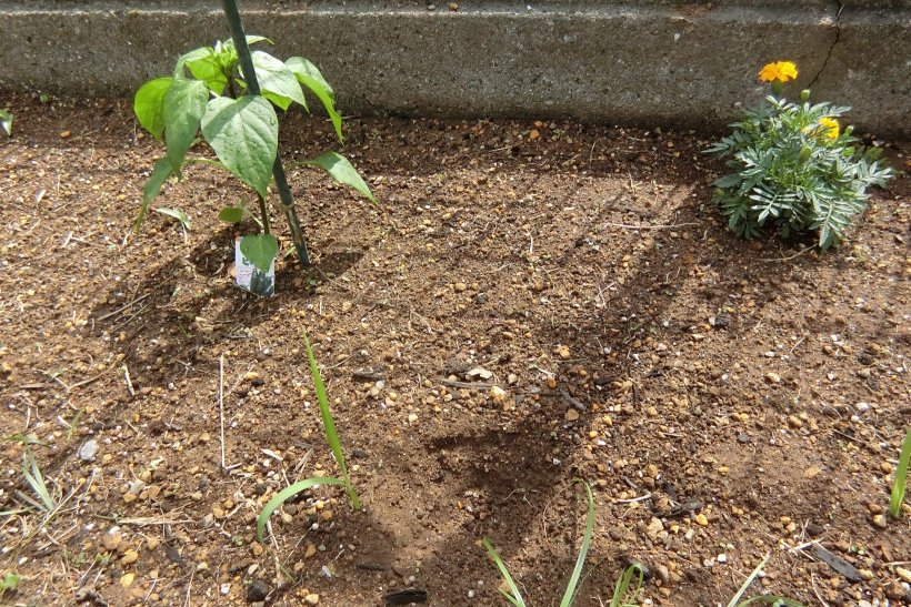 畑にぽっかり空いた穴