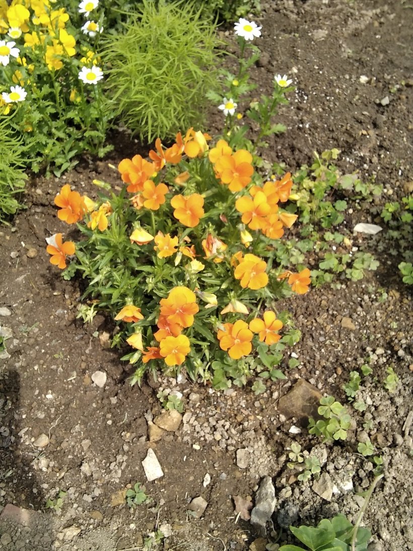 元気に咲いている花