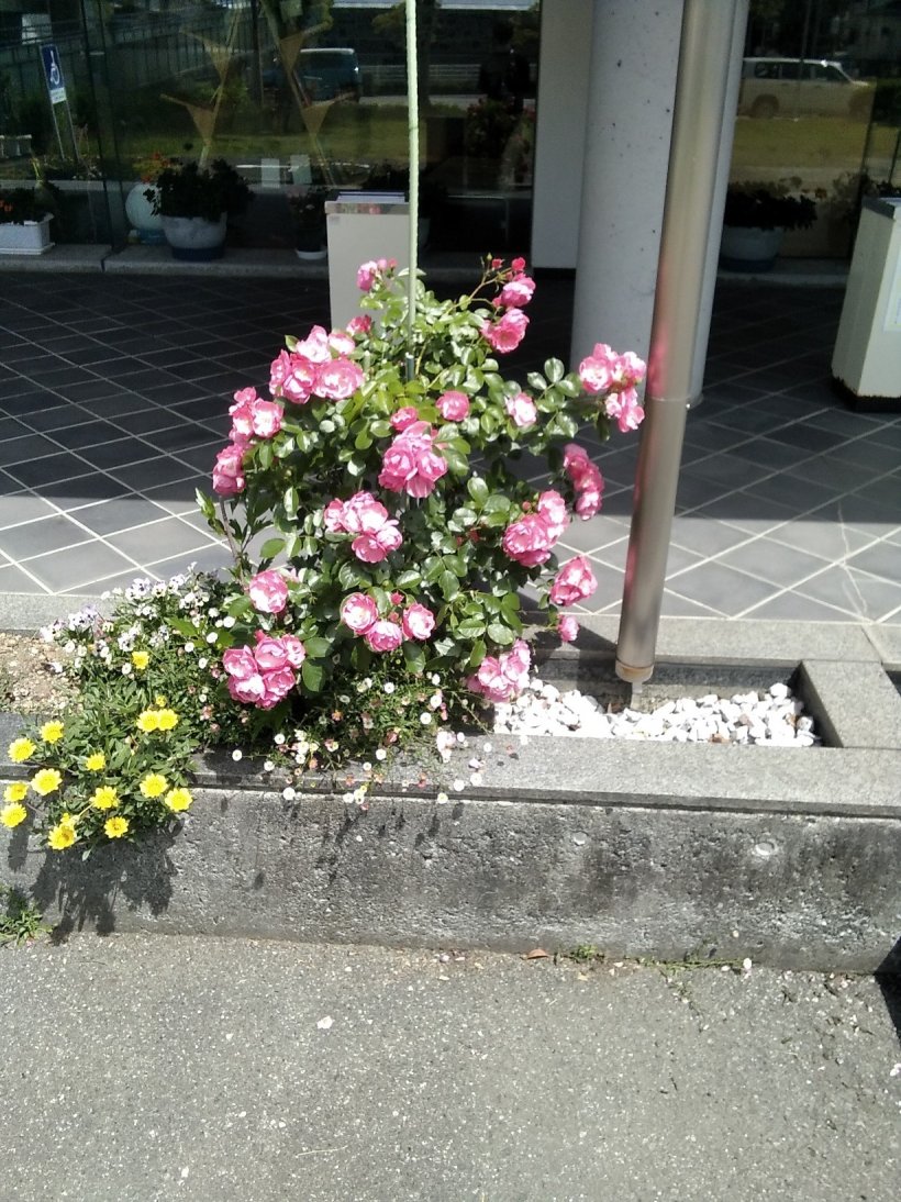 きれいな花