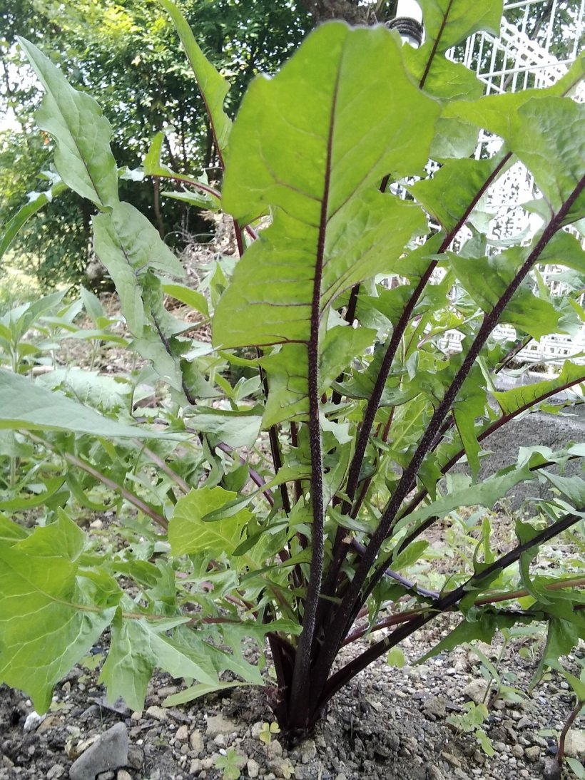 チコリの葉っぱ