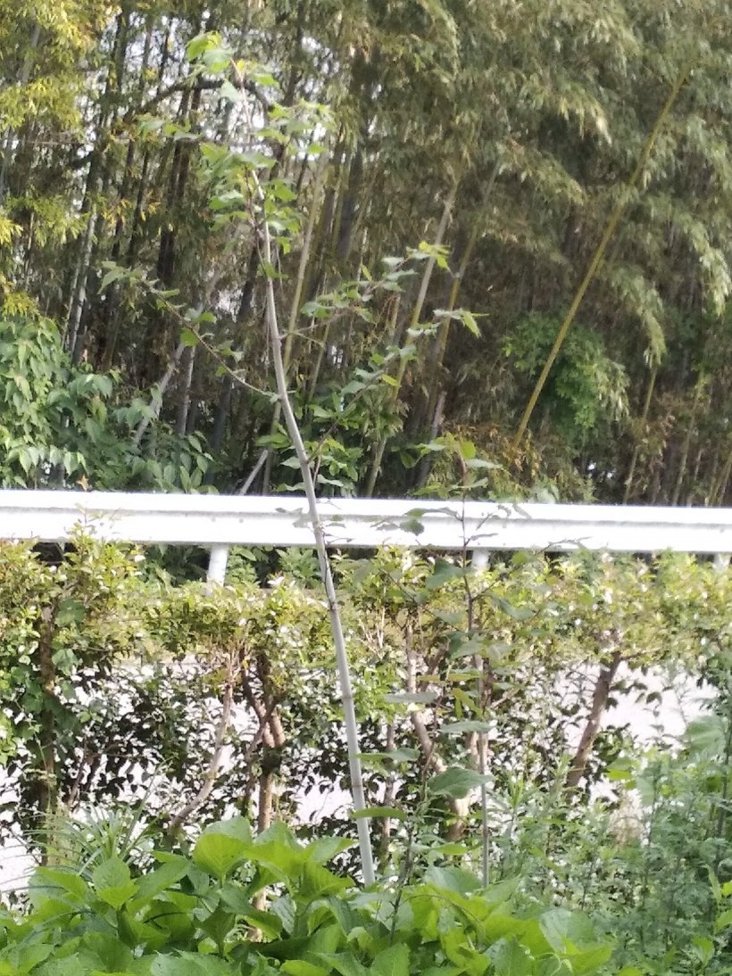 大きくなったイタドリ