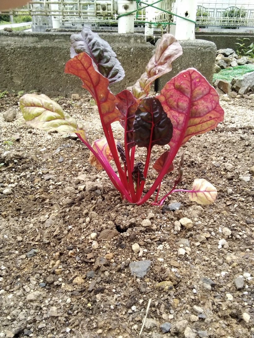 スイスチャード