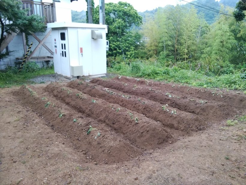 お芋を植えた芋畑