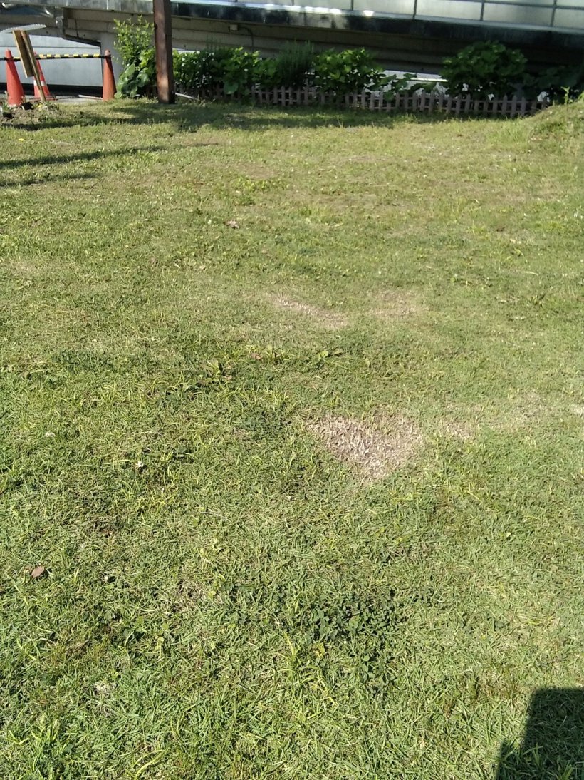 きれいになった芝生