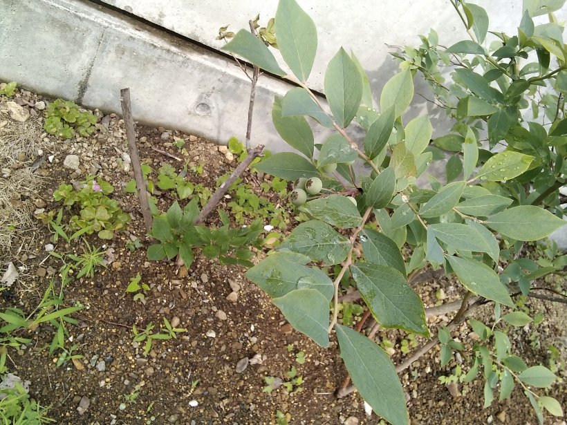 ブルーベリーの実