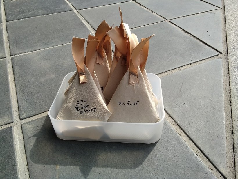 施設でとれた種