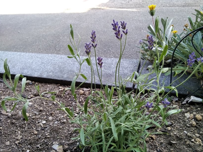 ラベンダーの写真