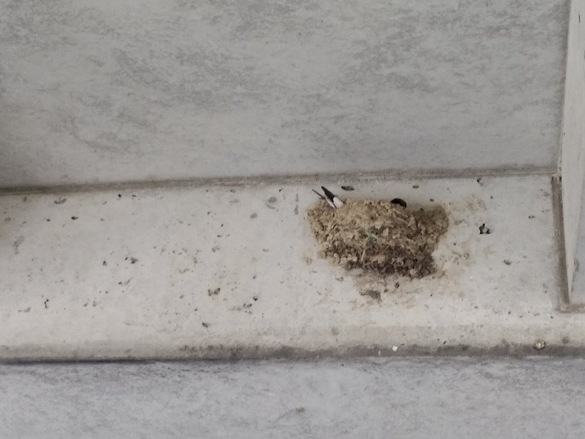 巣の中のツバメ
