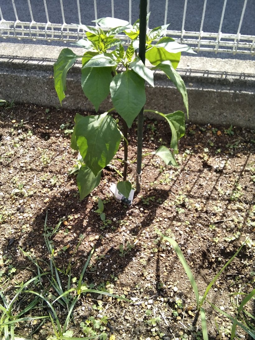 日を追うごとに育ってきたなすの苗