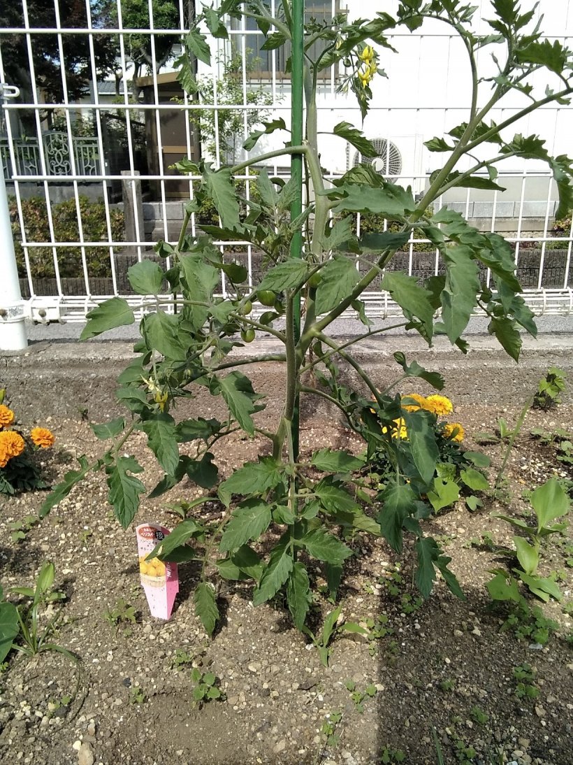 梅雨入り前の晴天