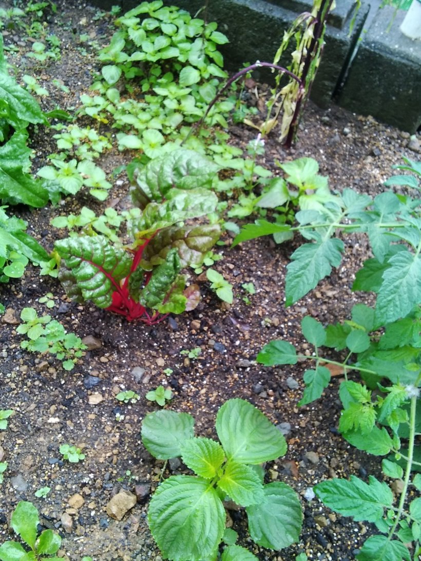 畑ののシソたち