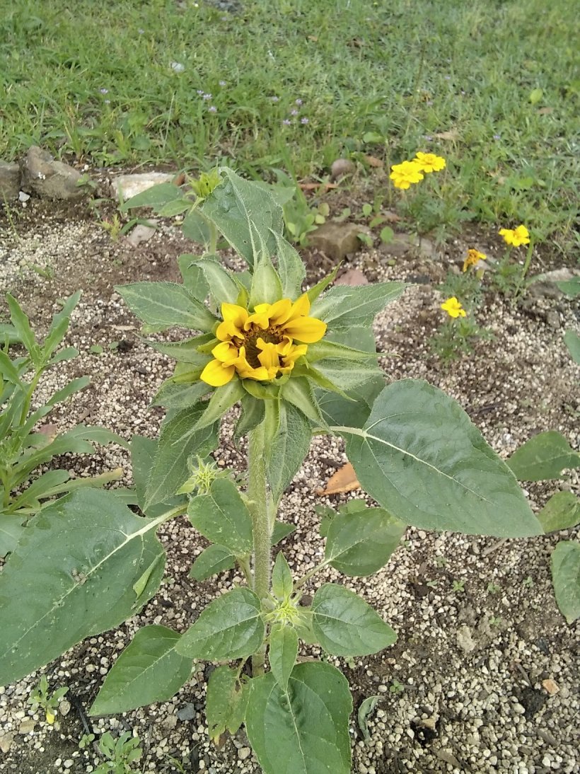 もうすぐ咲くミニ向日葵