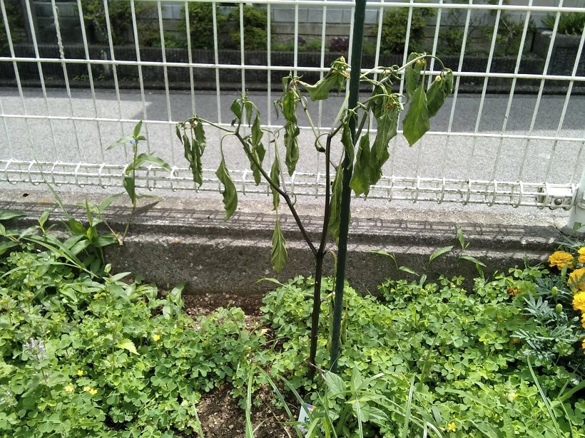 元気のないこどもピーマン