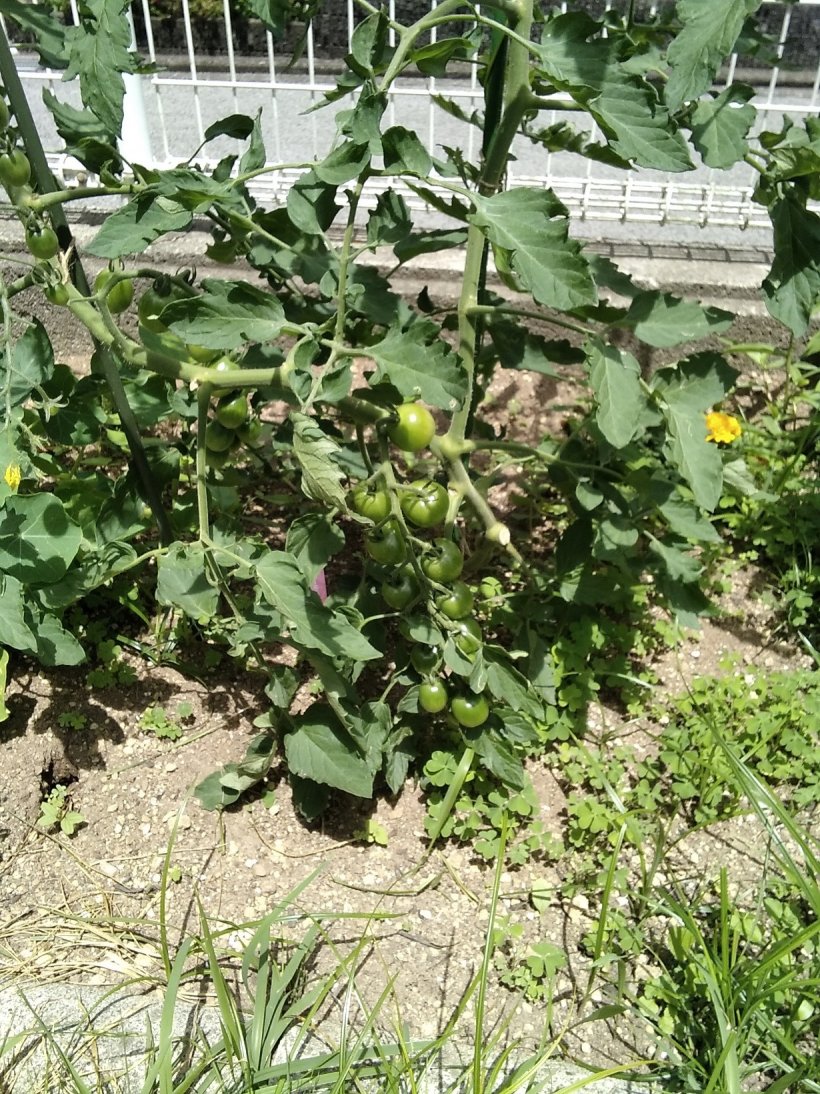 色がつくまでもう少し