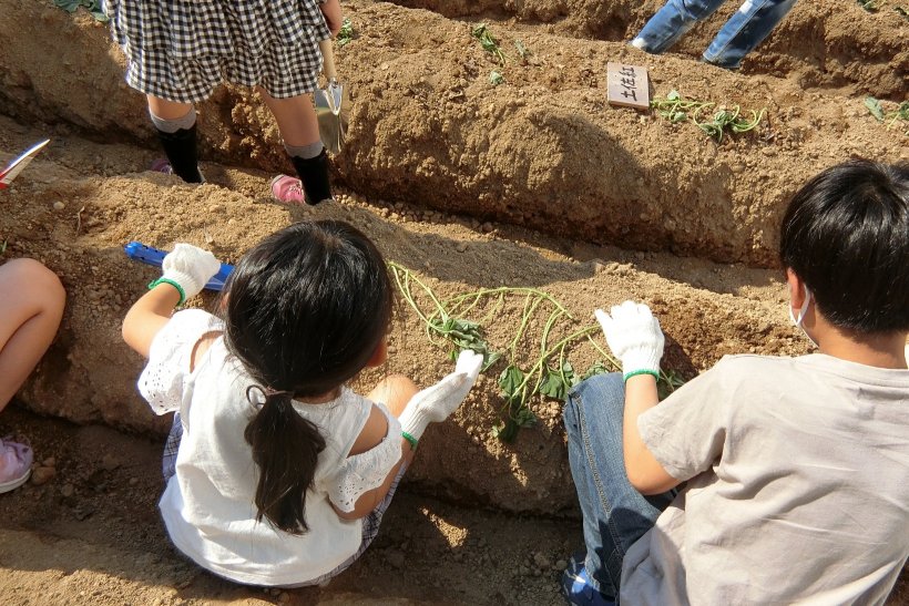 お芋を植えている姿