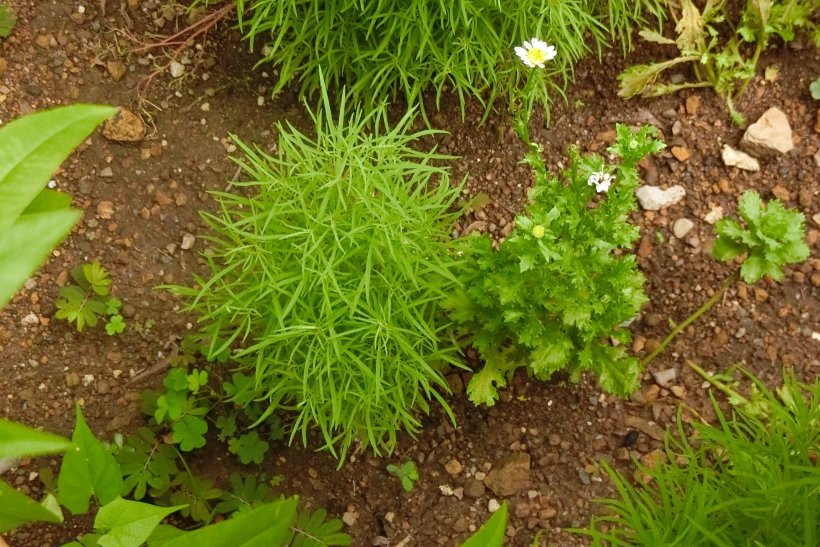 小さなノースポール