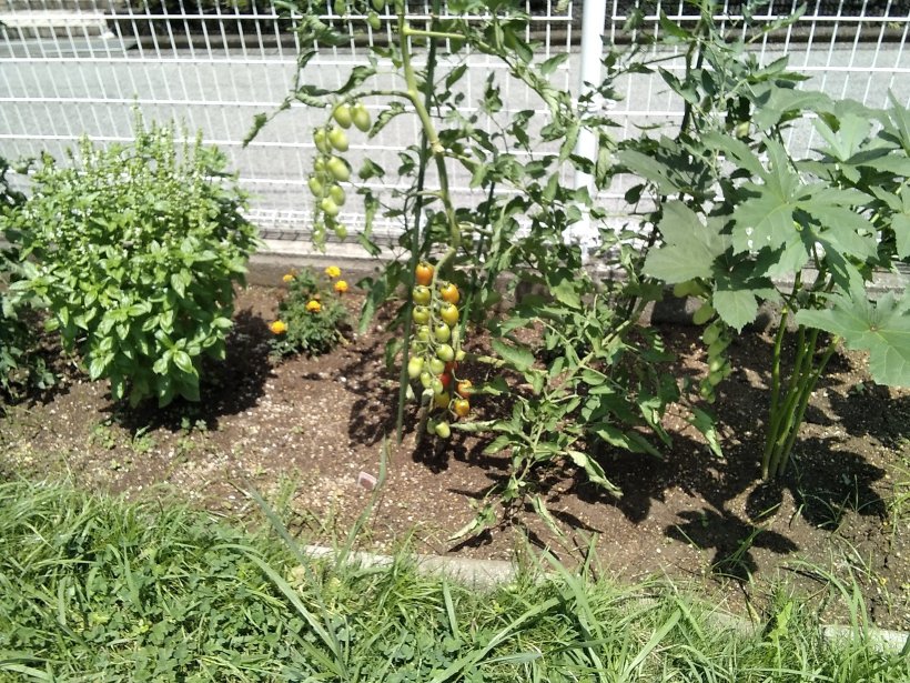 赤い色がついたミニトマト