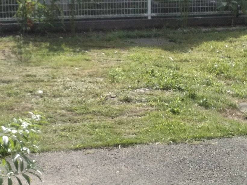 草をかった芝生