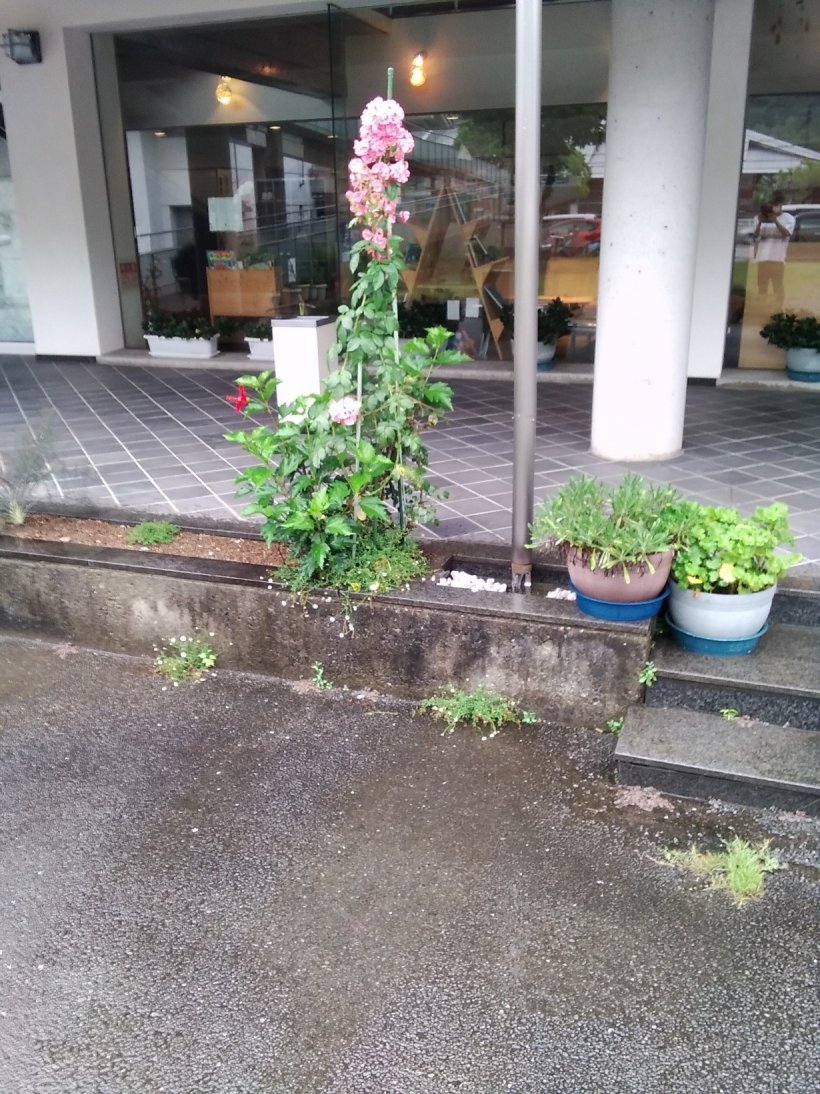 今日も各地で雨模様