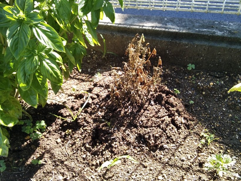 枯れたマリーゴールド