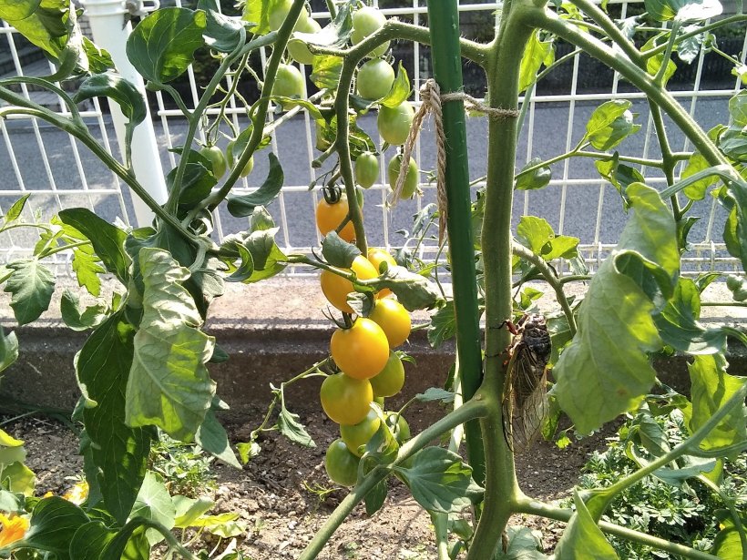 トマトにとまった蝉