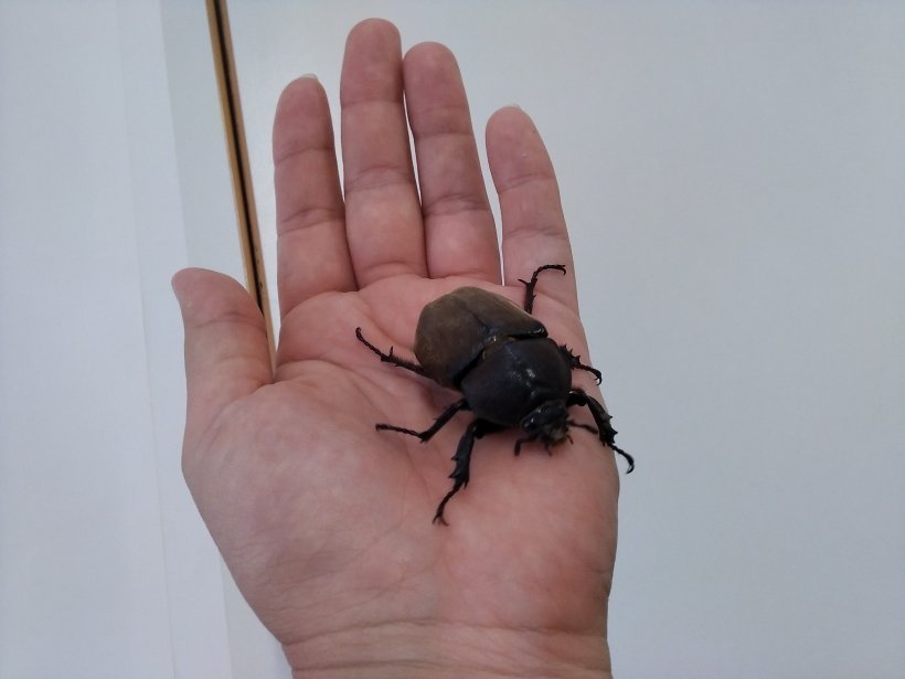 ｶﾌﾞﾄﾑｼのﾒｽ