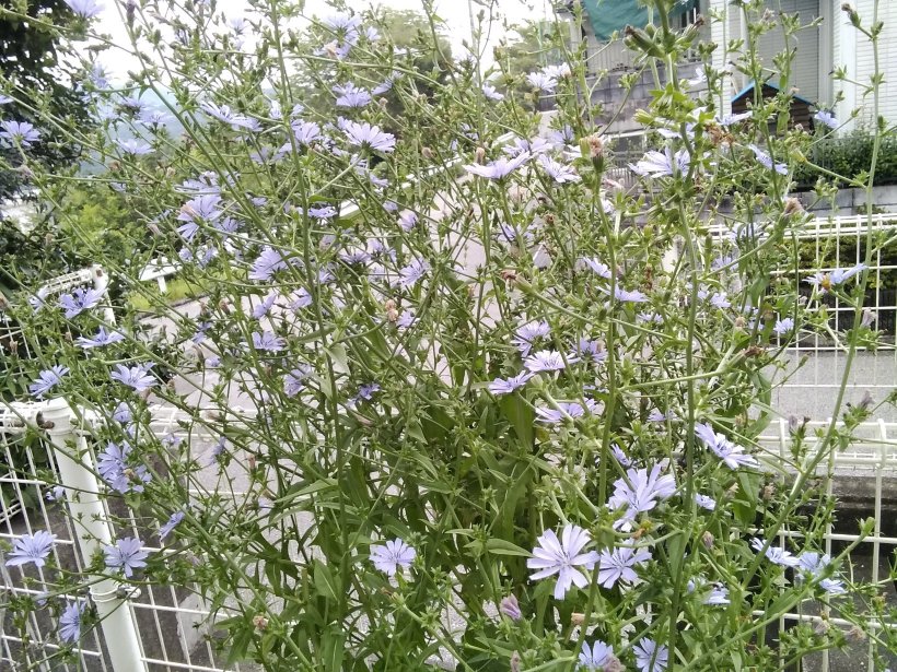 チコリの花