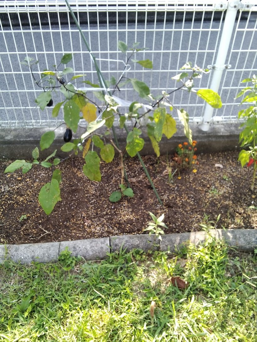 今日も暑くなりそうですね